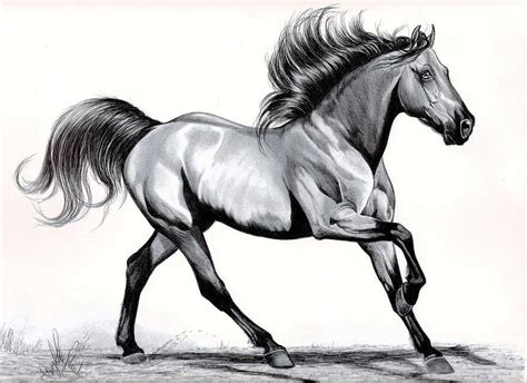 mustang horse drawing